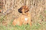 TOSA INU 130